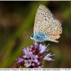 polyom bellargus imago12 kher